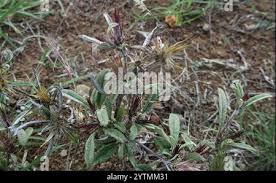 Image result for Dicoma anomala