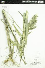 Image result for Echinochloa brevipedicellata