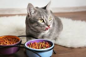 Cara menghilangkan bau anjing dan kucing peliharaan. Detail Gambar Bagaimana Cara Menggemukkan Kucing Peliharaan Yang Kurus Kem