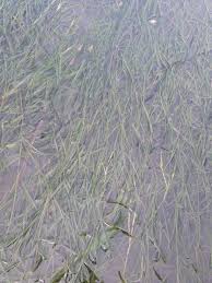 Image result for Zostera capensis
