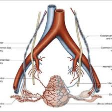 An artery (plural arteries) (from greek ἀρτηρία (artēríā) 'windpipe, artery') is a blood vessel that takes blood away from the heart to one or more parts of the body (tissues, lungs, brain etc.). Anatomical Diagram Of The Uterine Arteries 6 Download Scientific Diagram