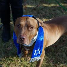 The following prayer is for a hedge of protection around you and your family according to psalm 91. I Threw My Dog A Bark Mitzvah And All I Got Was This Lousy Jewish Guilt Racked