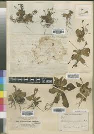 Image result for Craterostigma hirsutum