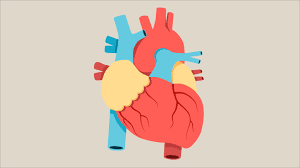 Show me a picture of a real heart. Anatomy Of A Human Heart