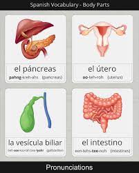 Suggest as a translation of a full bladder. Pin On Learning Spanish