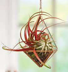 It takes years to grow air plants from seed. How To Grow Air Plants Tillandsia Gardener S Supply
