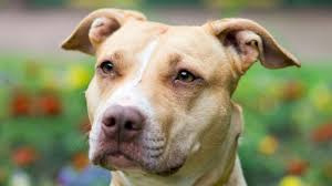 Ja grizem, žderem, režim, derem, njušim, stenjem, jedem, serem. 10 Friendly Facts About American Pit Bull Terriers Mental Floss