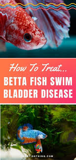 How To Treat Betta Fish Swim Bladder Disease Or Disorder Sbd Betta Fish Swim Bladder Disease Betta Fish Care