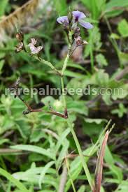 Image result for Murdannia simplex