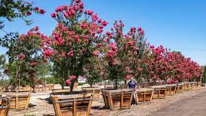 Some, such as crab apple trees, have pretty fruits for autumn interest. The Best Flowering Trees For Your Phoenix Home This Spring