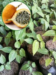 Jual bibit tanaman buah organik. Pusat Distributor Grosir Eceran Jual Bibit Tanaman Buah Markisa Murah Online Di Kota Kabupaten 6 Samudrabibit Com