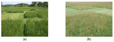 Image result for Digitaria appropinquata