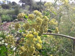 Image result for Lefebvrea grantii