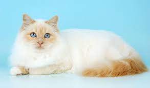 Birman Cat The White Gloved Birman May Look Elegant But His Appearance Belies A Powerful Muscular Body And A Strong Cat Breeds Birman Cat Cute Cats