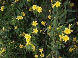 This flower in my mothers flowerbed, she wants to know what it is. Vine Selections For Landscaping Home Garden Information Center