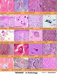 Vijay Shankar S On Twitter Medical School Studying Medical Laboratory Science Study Biology