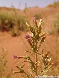 Image result for Pechuel-Loeschea leubnitziae