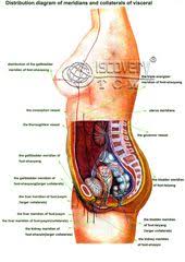 Man and woman genitals, kidneys, liver. Female Human Body Diagram Of Organs Diagram Of Female Organs Human Anatomy Diagram Human Body Organs Body Organs Diagram Human Body Internal Parts
