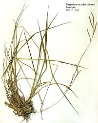 Image result for Paspalum scrobiculatum