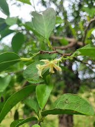 Image result for Ximenia afra