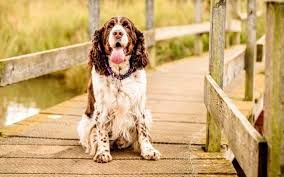 They have small round heads and square muzzles. Welsh Springer Spaniel Temperament And Personality Non Aggressive And Kid Friendly