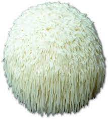 Lions Mane Plug Spawn - Approximately 100 Plugs Lions Mane Mushroom Mushroom Grow Kit Lion Mane