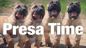 Our presa canario puppies are raised inside, in environments specifically designed to foster their natural traits and strong developmental behaviors. Presa Canario Puppies Youtube