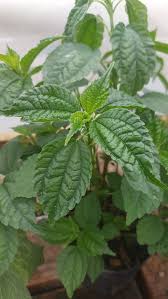 Image result for Pilea angolensis