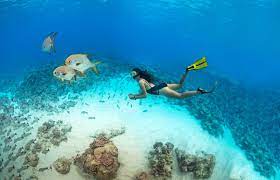 The Best Snorkelling In The Seychelles Snorkeling Snorkelling Seychelles