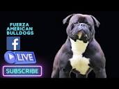 Martin from Fuerza American Bulldogs | FB Live highlights | Mini ...