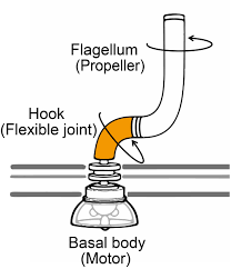 Maybe you would like to learn more about one of these? The Flagellar Hook Making Sense Of Bacterial Motility