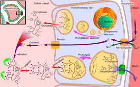 Thyroid Wikipedia