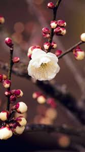 Plum Blossom Bloesem Bloemen Afbeeldingen To get more templates about posters,flyers,brochures,card,mockup,logo,video,sound,ppt,word,please visit. plum blossom bloesem bloemen