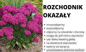 Zobacz najciekawsze publikacje na temat: Kwiaty W Ogrodzie Bezpieczne Dla Dzieci Refreszing