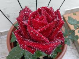 Il menù proposto dall'agriturismo alle rose è ricco di piatti legati alla tradizione veneta, con deliziosi risotti, paste fatte in casa, carni di produzione propria. Troppo Concime Alle Rose Troppo Amore Che Uccide