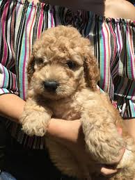 If you find a breeder in california or an online advertisement on craigslist advertising a litter of puppies for free or to a good home for free then run, do not walk away. Golden Doodle Puppies For Sale Merced Ca 302335