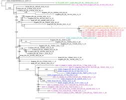 A new variant has seen a rise in coronavirus cases in brazil, with one city running out of oxygen. Introduction Of Brazilian Sars Cov 2 484k V2 Related Variants Into The Uk Journal Of Infection