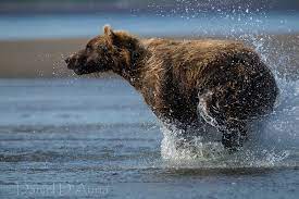If A Picture Were Used To Define A Word Then This One Would Say Power 8021 Animals Bear Running Bear