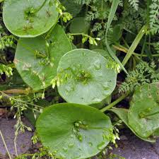 Image result for Montinia