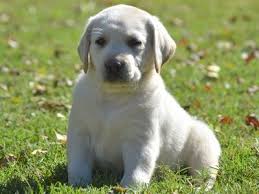 Our puppies begin going to new homes after they turn 12 weeks old. English Labrador Puppies Texas Labradors Dallas Labradors Zarate Labradors English Labrador Labrador Puppy English Labrador Puppies