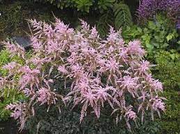 Astilbe Simplicifolia Hennie Graafland False Spirea Astilbe Shade Plants Perennial Bulbs