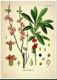 Image result for Thymelaeaceae