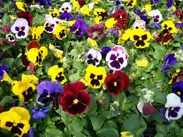See more ideas about planting flowers, flowers, plants. Easy Pretty Flower Combination Ideas For Landscaping