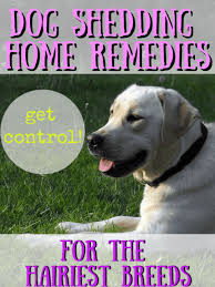 Dog Shedding Remedies For Your Pets And Home Crafty Little Gnome In 2020 Dog Shedding Remedies Dog Shedding Dog Remedies