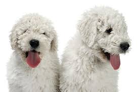 Image result for Komondor