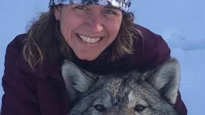 Wolf Monitoring in Denali (U.S. National Park Service)