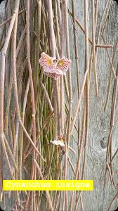 Image result for Cynanchum orangeanum