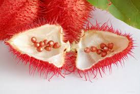 Image result for Bixa orellana