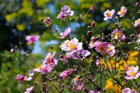 What Is A Japanese Anemone How To Grow Japanese Anemone Plants In 2020 Japanese Anemone Growing Shrubs Anemone