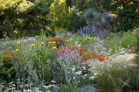 Image result for Nesaea polycephala